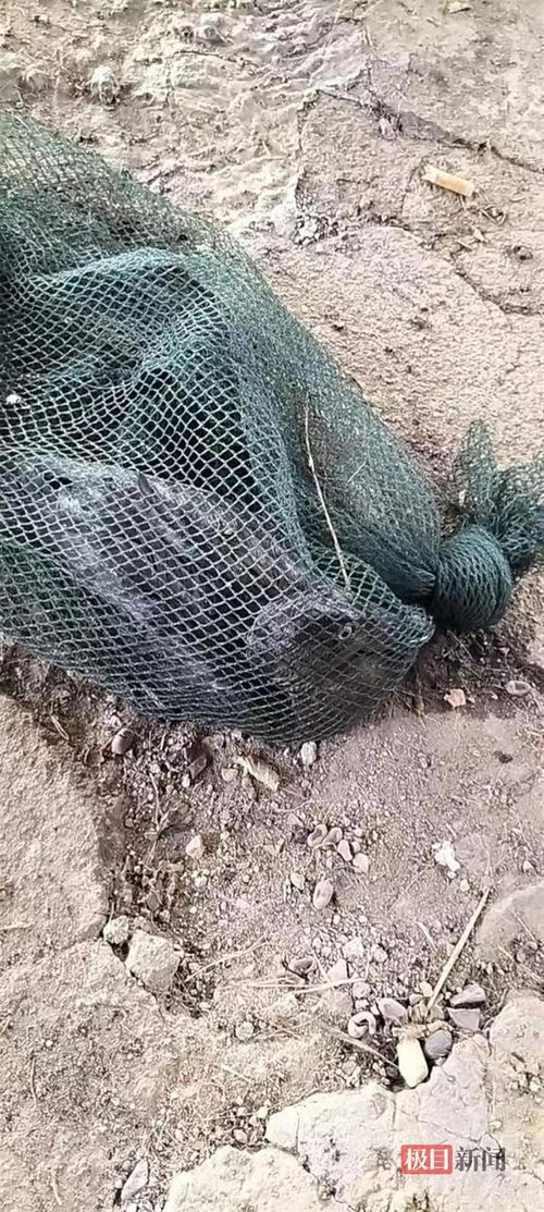 守护青头潜鸭的虾塘塘主朱祥能 74 出巢率的喜悦胜过小龙虾大丰收