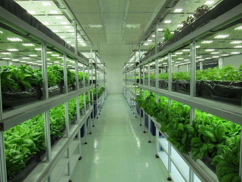 人工光型植物工厂 纯净蔬菜获健康