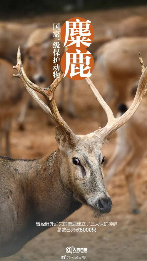 大熊猫从 濒危 降为 易危 ,还有这些珍稀动物喜提降级